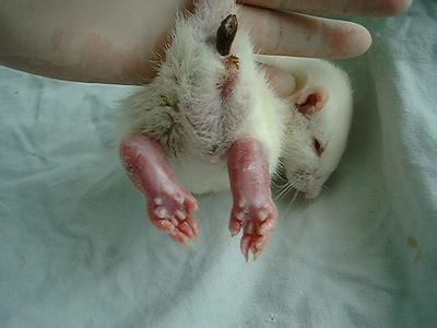 大鼠帕金森氏病动物模型的成立——BB贝博生物医药