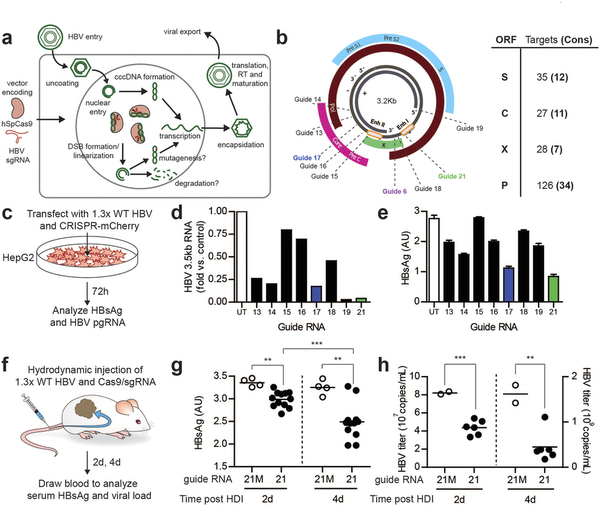 攻克乙肝不是梦，基因编纂靶向“剪怯妆乙肝病毒