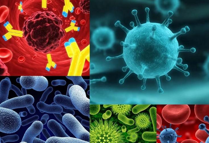 原位杂交技术——BB贝博