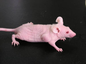 首页-BB贝博艾弗森公司官网