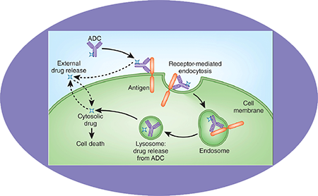 BB贝博ADC临床前服务之ADC作用机造