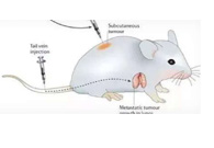 围观:临床前幼鼠模型若何？