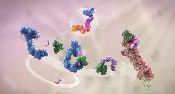 蛋白降解剂（多色）结合了1个靶蛋白（绿色）和1个E3泛素衔接酶（蓝色），驱动基于蛋白酶体（橙色）的靶蛋白泛素化（紫色）和降解。