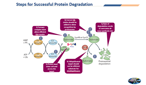 PROTAC钻研中的身分