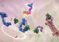 LYTAC出世，与PROTAC并肩作战针对不成成药的靶点