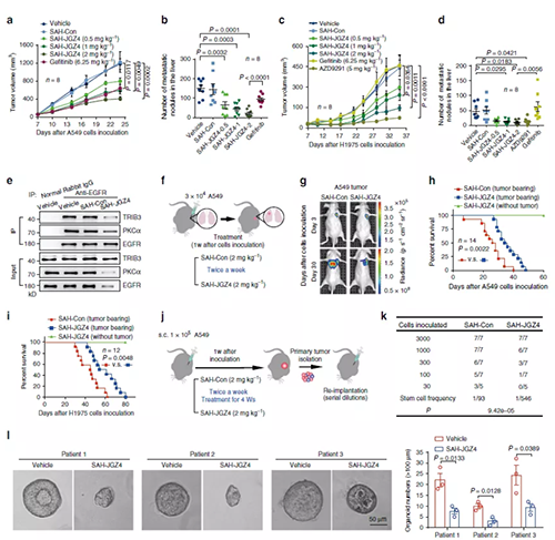 靶向EGFR不变性抑造肺癌的产生和发展