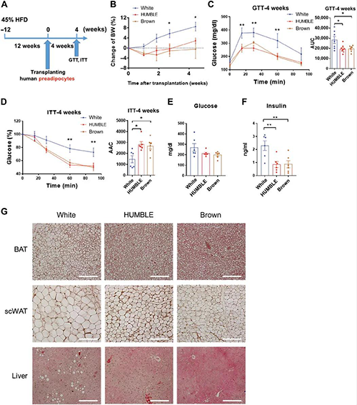 巨大的细胞移植改善饮食诱发的肥胖幼鼠的新陈代谢