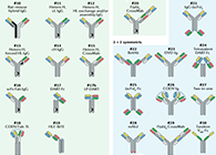 【云回首】理论、律例、实际，三位一体解说双抗的生物分析