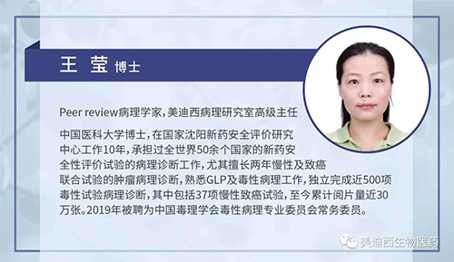 BB贝博病理钻研部高级主任王莹博士