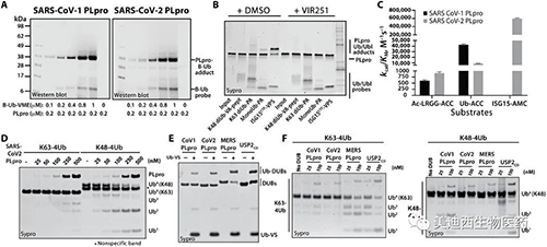 SARS-CoV-1 PLpro和SARS-CoV-2 PLpro对Ub和Ubl变体的处置