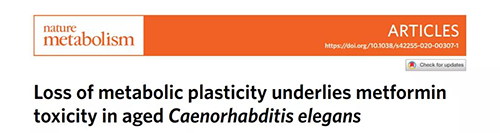 在线虫和人类原代细胞中，当在其寿命晚期提供二甲双胍时，二甲双胍会缩短寿命，这与二甲双胍在年轻生物体中的积极作用相反。