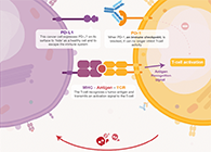饿了吗？饿一饿原来能够辅助PD-1抑造剂肿瘤免疫医治