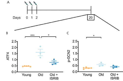 ISRIB能够沉置老年幼鼠大脑中的ISR