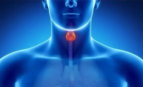 Science快递 | 揭开甲状腺的神秘面纱，开启代谢药物新征程