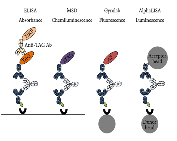 BB贝博免疫原性钻研四大平台