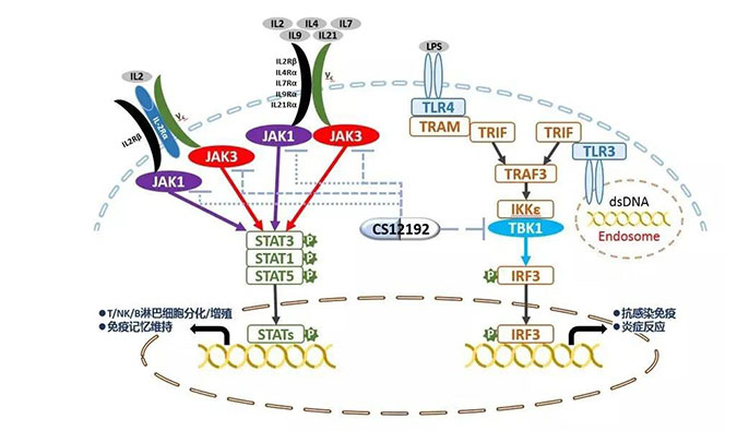 自身免疫疾病或迎新疗法！BB贝博助力微芯生物CS12192获批FDA