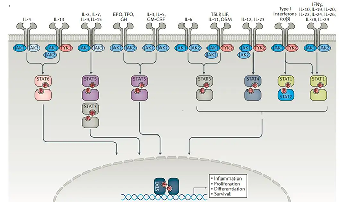 精准建模，把握解开自身免疫性疾病医治钻研的钥匙