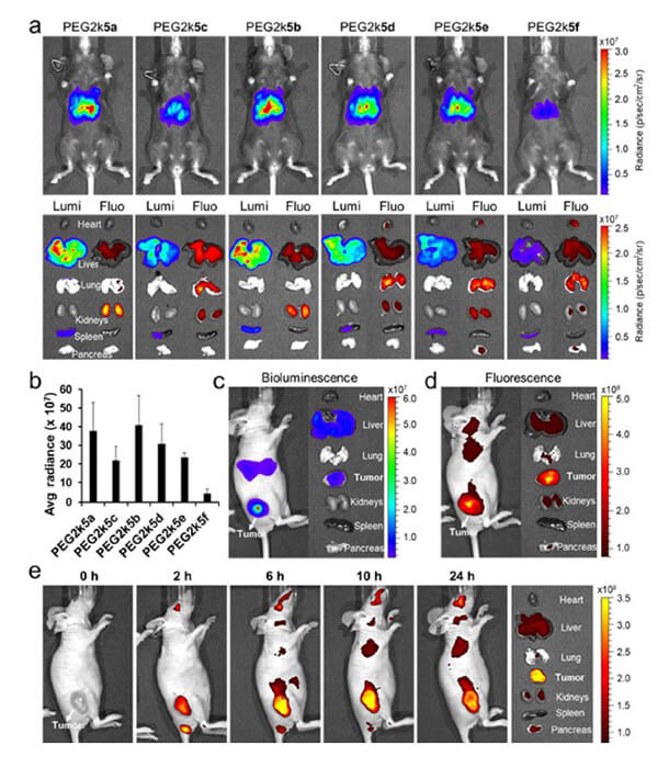 递送和NIR影像，Luc mRNA; Ⅳ and intra-tumoral.jpg