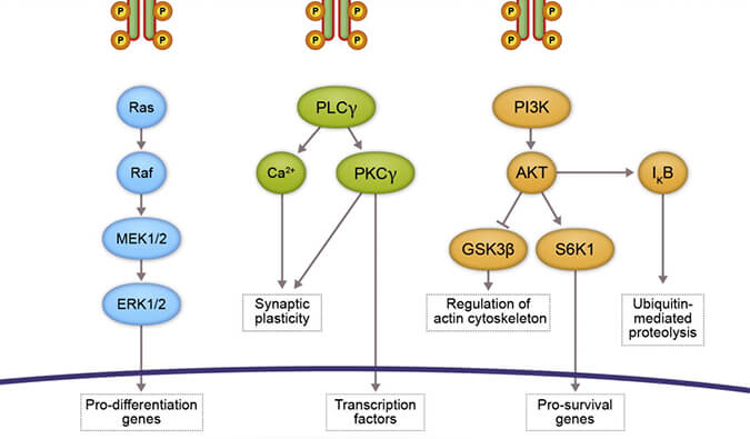 BB贝博助力 | 睿跃生物1类新药 TRK降解剂CG001419获批临床