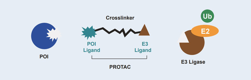 BB贝博 PROTAC 药物发现技术服务平台