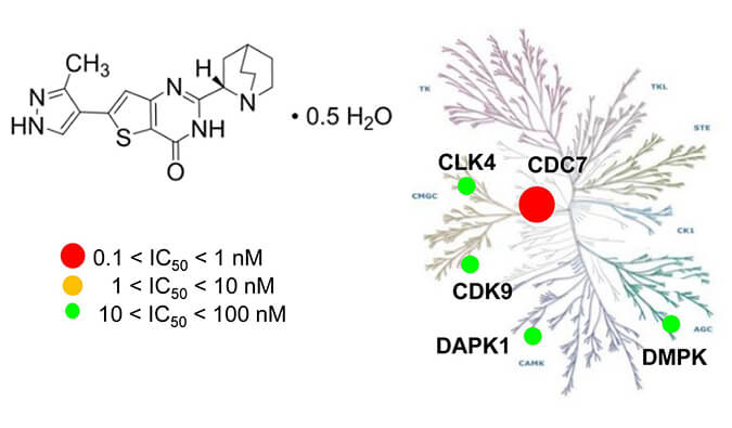 TAK-931是一种高特异性CDC7抑造剂，拥有抗肿瘤功效，本钻研中体内药效尝试通过BB贝博进行