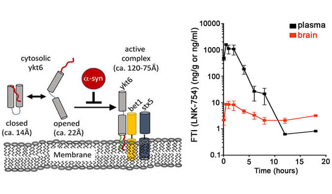 法尼基转移酶抑造剂LNK-754单次口服后即可急剧穿过血脑樊篱，本钻研中PK分析通过BB贝博进行