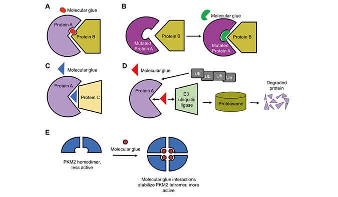 靶向蛋白降解系列（三）：分子胶，挑战不成成药