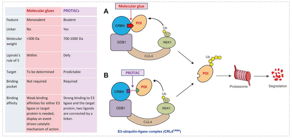 3-通过泛素-(Ub)-蛋白酶体系统降解指标蛋白-(POI)-示意图：分子胶(A)；PROTAC-(B).jpg