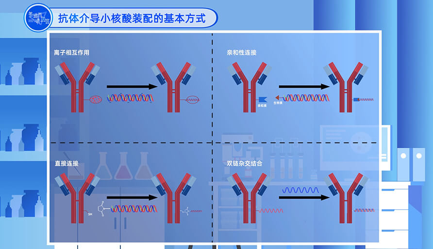 抗体介导幼核酸装配的根基方式