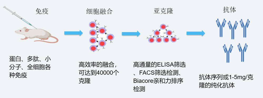 BB贝博杂交瘤技术平台开发流程