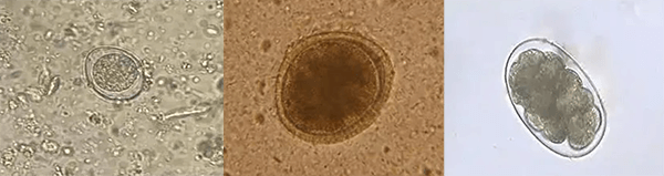 状态学检测-粪便寄生虫查抄.png
