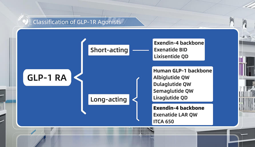 GLP-1R激昂剂的分类