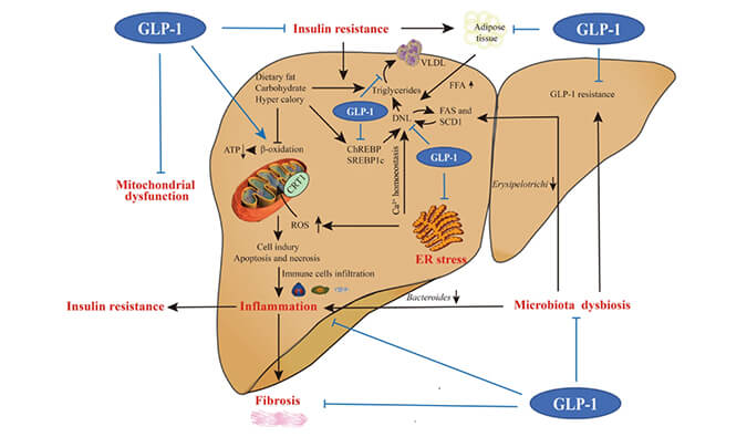 谁将成为 2024年全球生物医药首个黑马？NASH领域突破性药物即将问世？