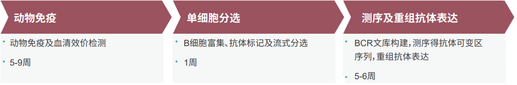 BB贝博单B细胞抗体发显旖台