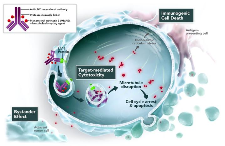 Enfortumab vedotin作用机造