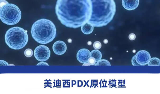 BB贝博PDX模型.jpg