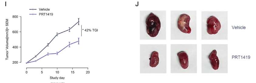 MCL1抑造剂在多种实体瘤和血液肿瘤模型中显示抗肿瘤成效，本钻研中药效尝试通过BB贝博进行