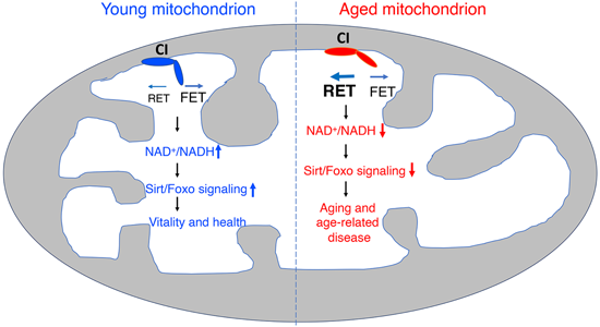 特异性RET抑造剂CPT可改善阿尔茨海默病，本钻研中CPT由BB贝博化学部门合成