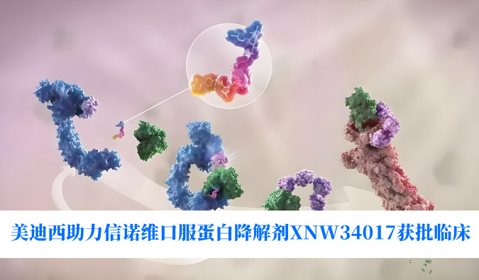 BB贝博助力合作同伴信诺维口服蛋白降解剂XNW34017获批临床